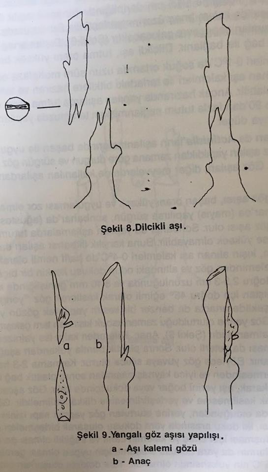 Kivi Tesis Tekniği