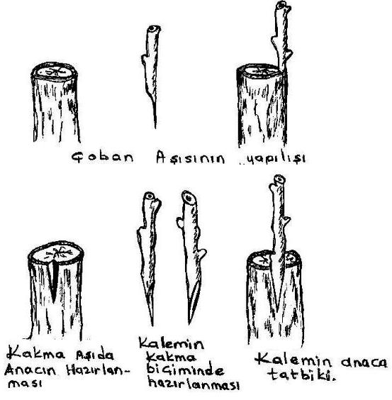 Kivinin Aşılanması Tekniği