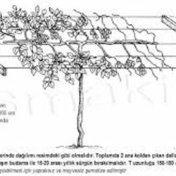 Kivinin Tünel Şeklinde Terbiyesi