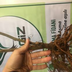 Doku Kültürü Hayward H-8 Klon Kivi Fidanı